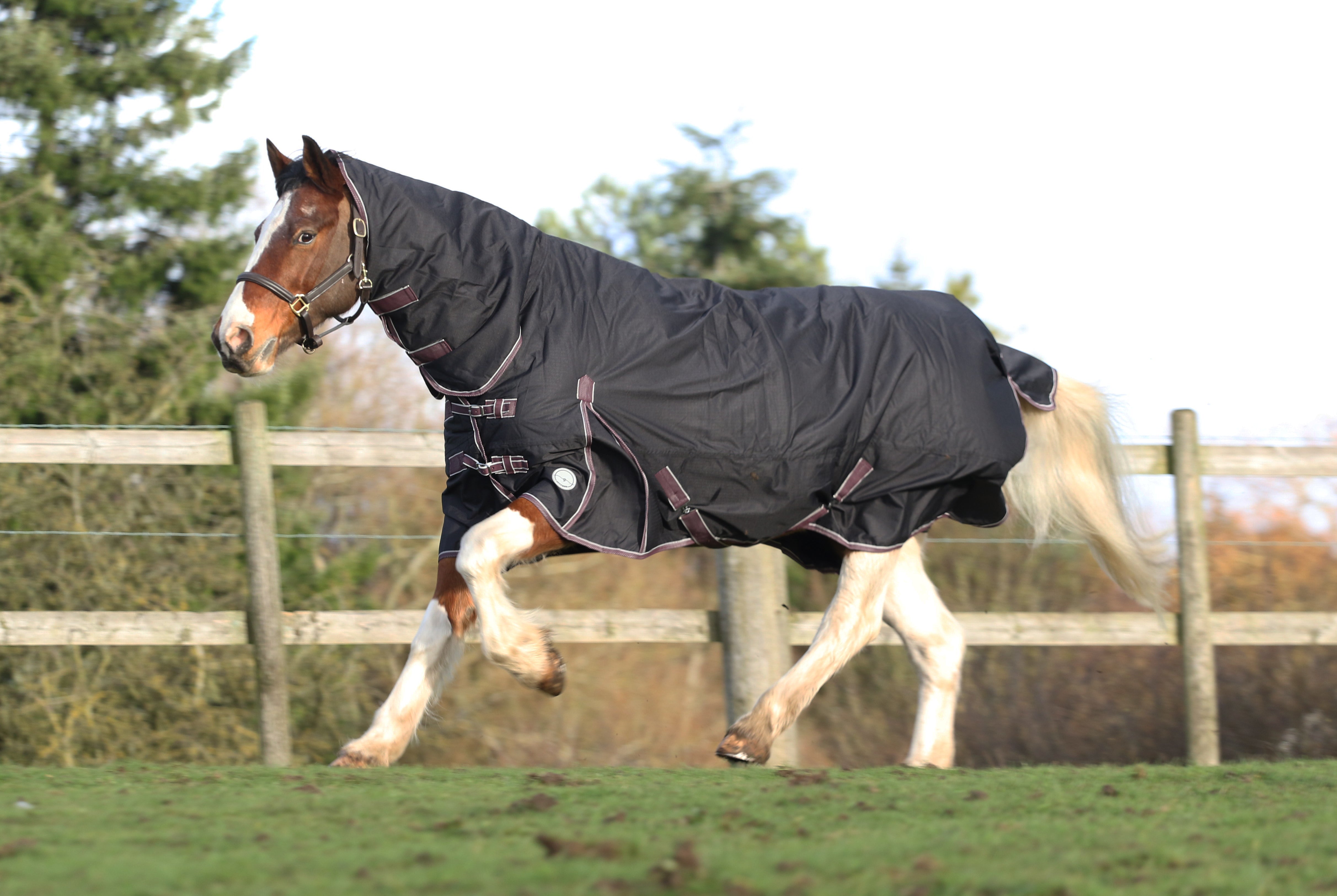 How to Pick the Best Horse Rugs?
