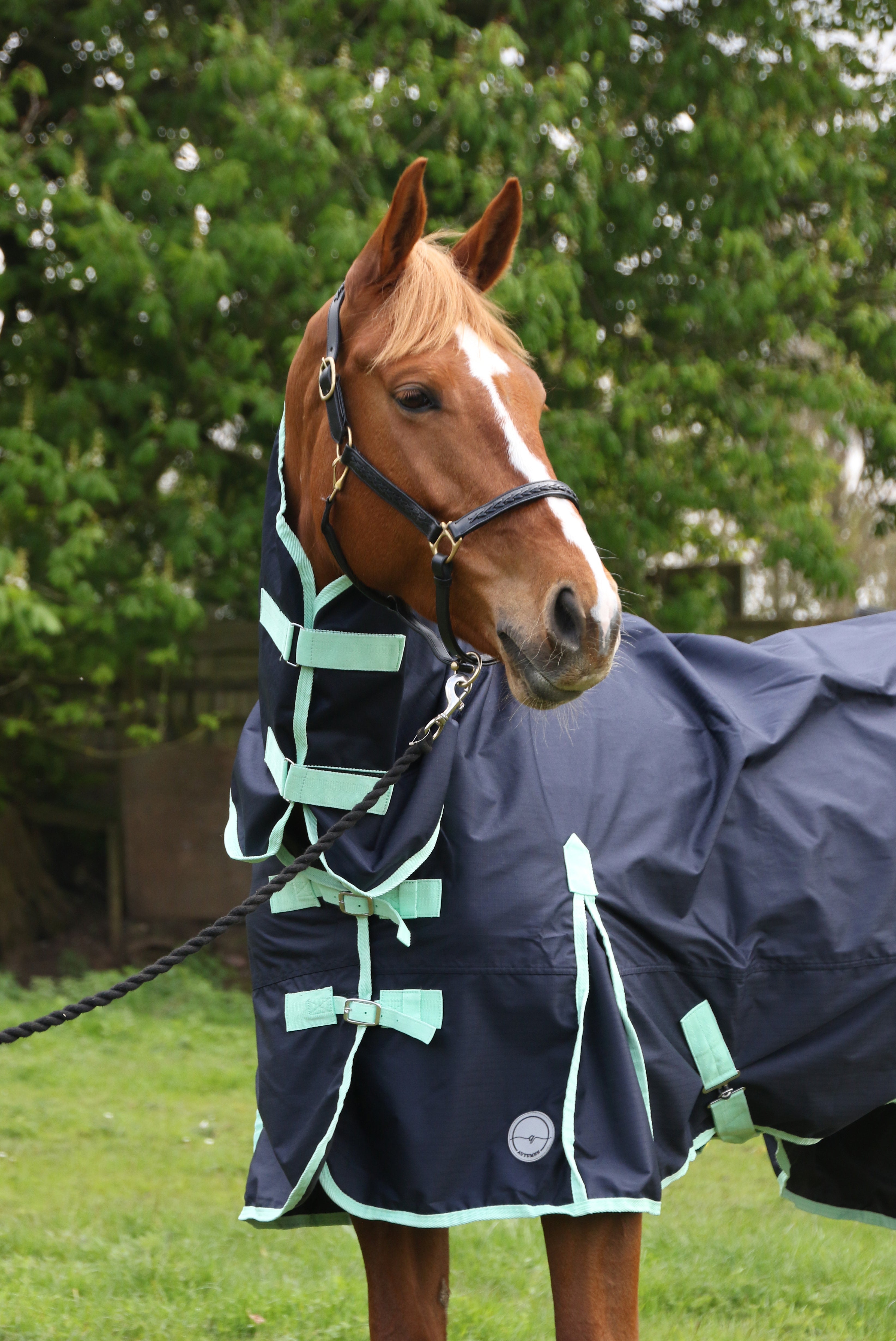 Is your horse healthy and hygienic?