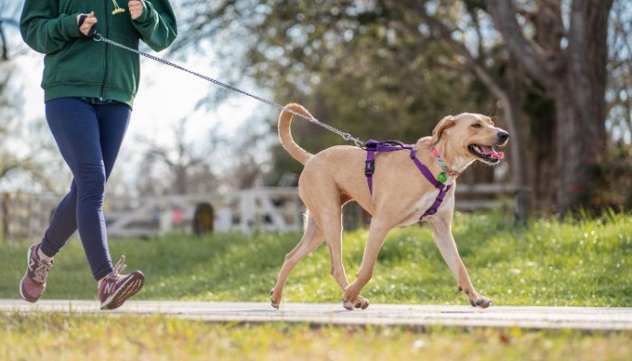 Autumn Adventures: Essential Gear for Riders and Their Dogs