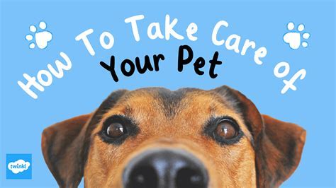 10 Essential Dog Care Tips for Fall