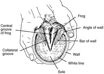 Hoofcare: the foundation of Equestrian Performance