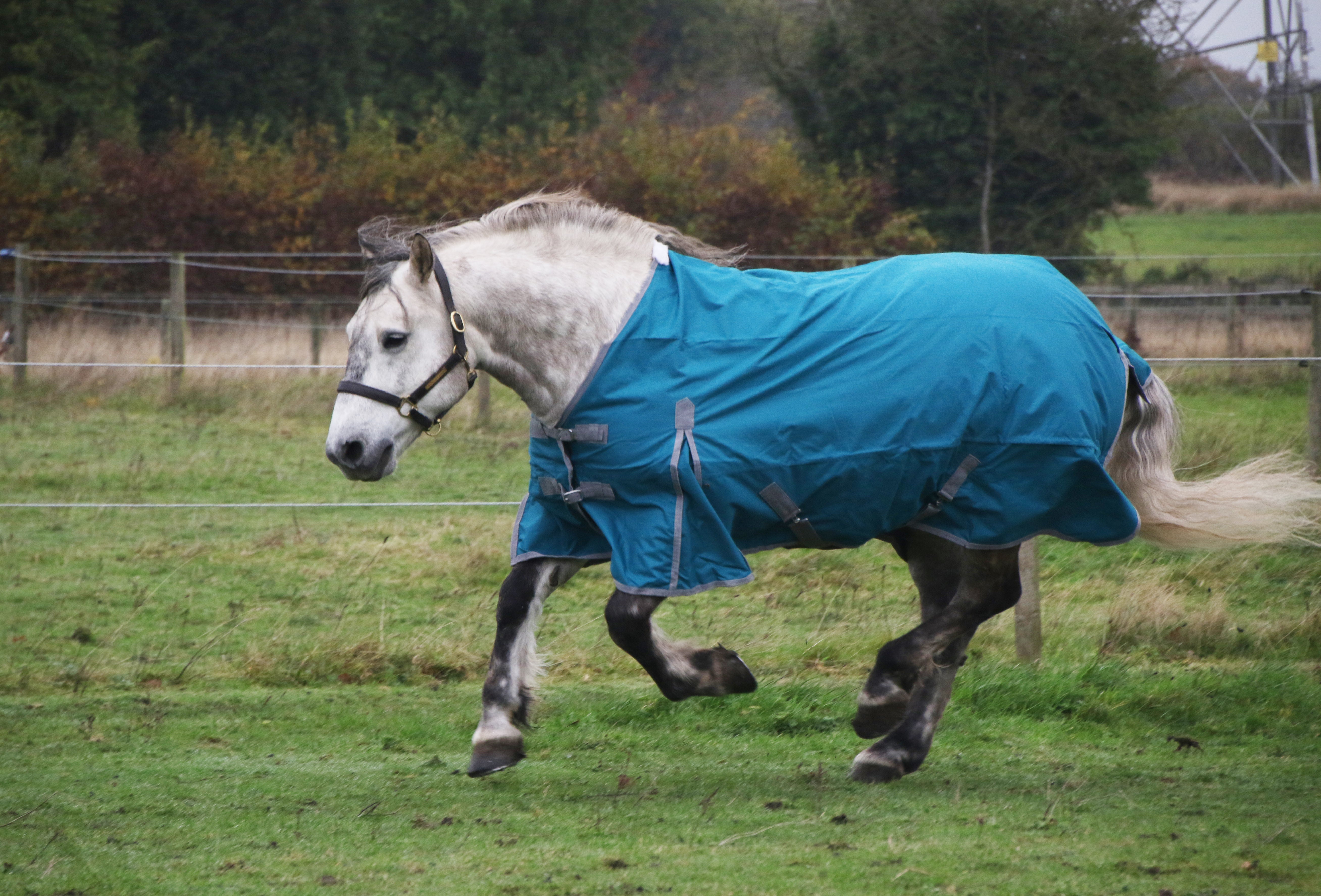 How to be a Master of Horse-Riding