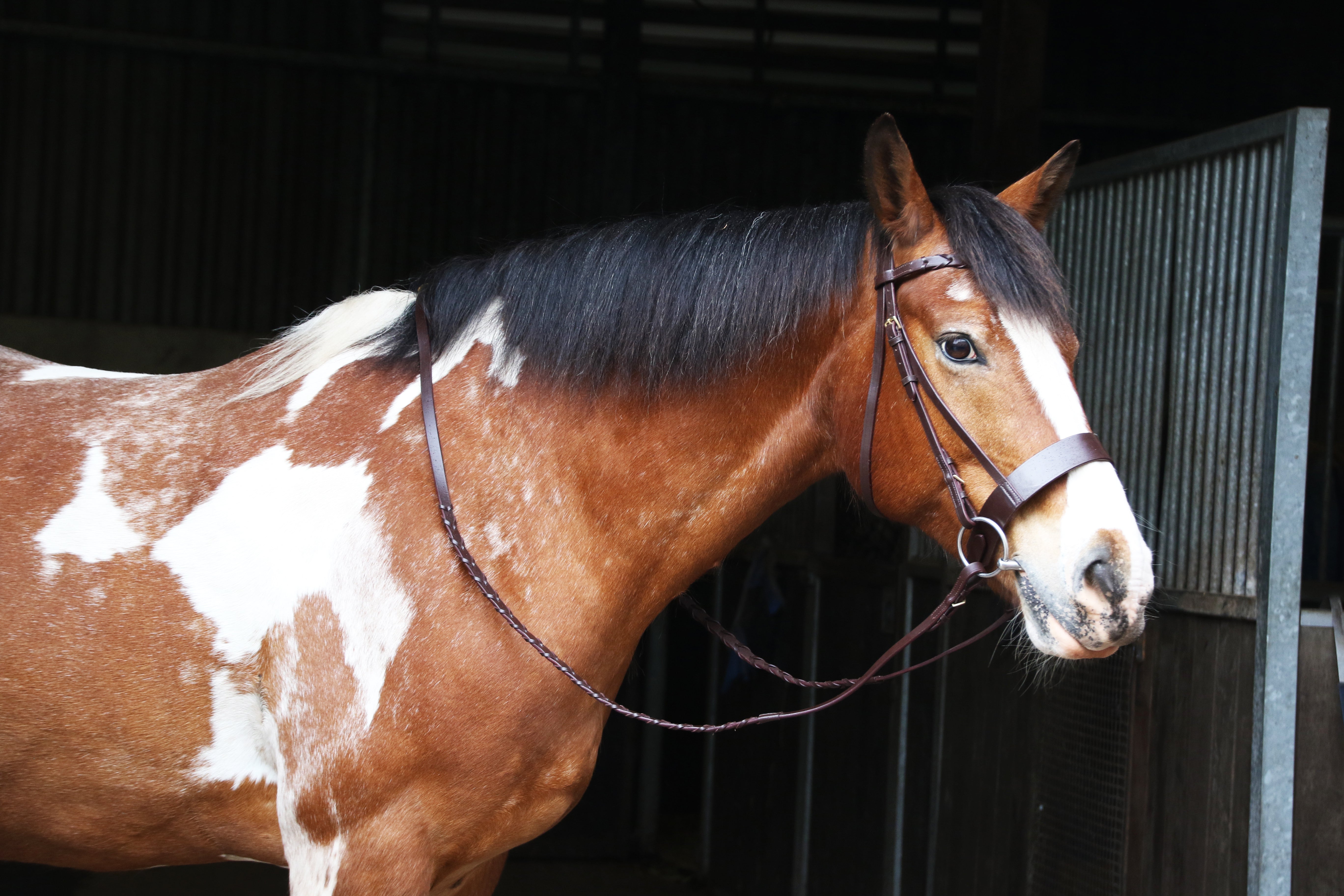 Art of Horseback Riding: A Guide to Eligibility and Enjoyment