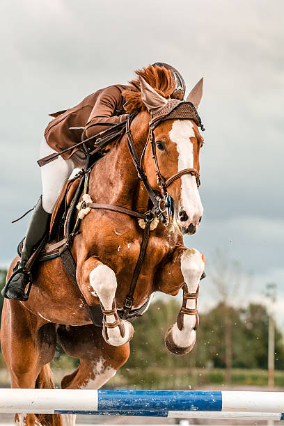 English vs. Western Horse Riding: A Guide