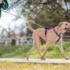 Autumn Adventures: Essential Gear for Riders and Their Dogs