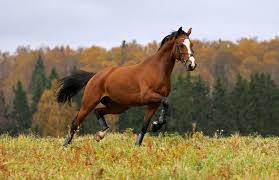 Becoming a responsible Equestrian: Understanding Anatomy of a Horse