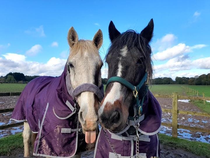 The Importance of Proper Horse Grooming: Autumn's Tips and Tricks