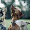 Choosing the Right Dog Collar: A Guide for Pet Owners