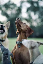 Choosing the Right Dog Collar: A Guide for Pet Owners