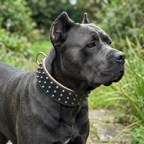Leather Studded Dog Collar for Big Strong Dogs