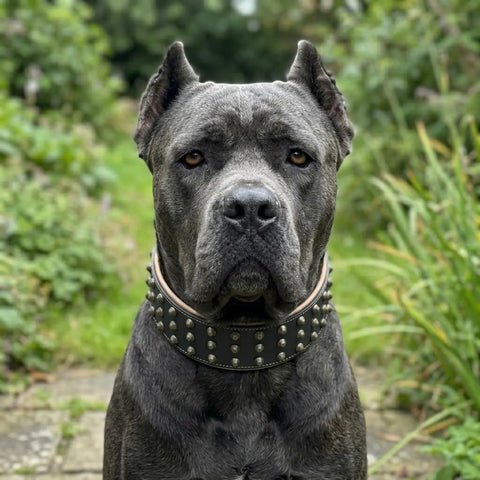Leather Studded Dog Collar for Big Strong Dogs