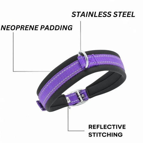 Purple Dog Collar for All Breeds, Soft Padded Collar, Sturdy, Adjustable Whippet Staffy